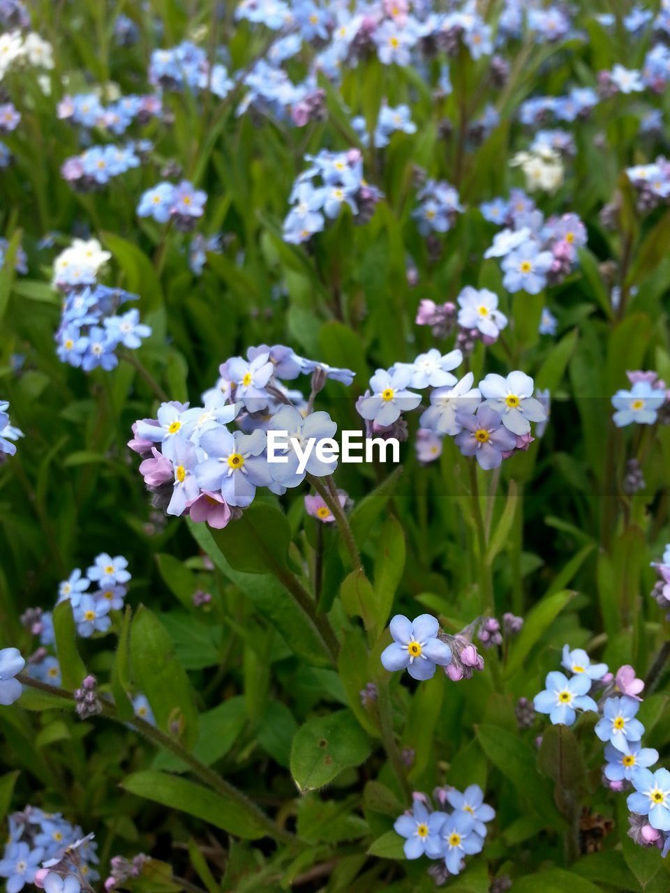 PURPLE FLOWERS BLOOMING IN FIELD