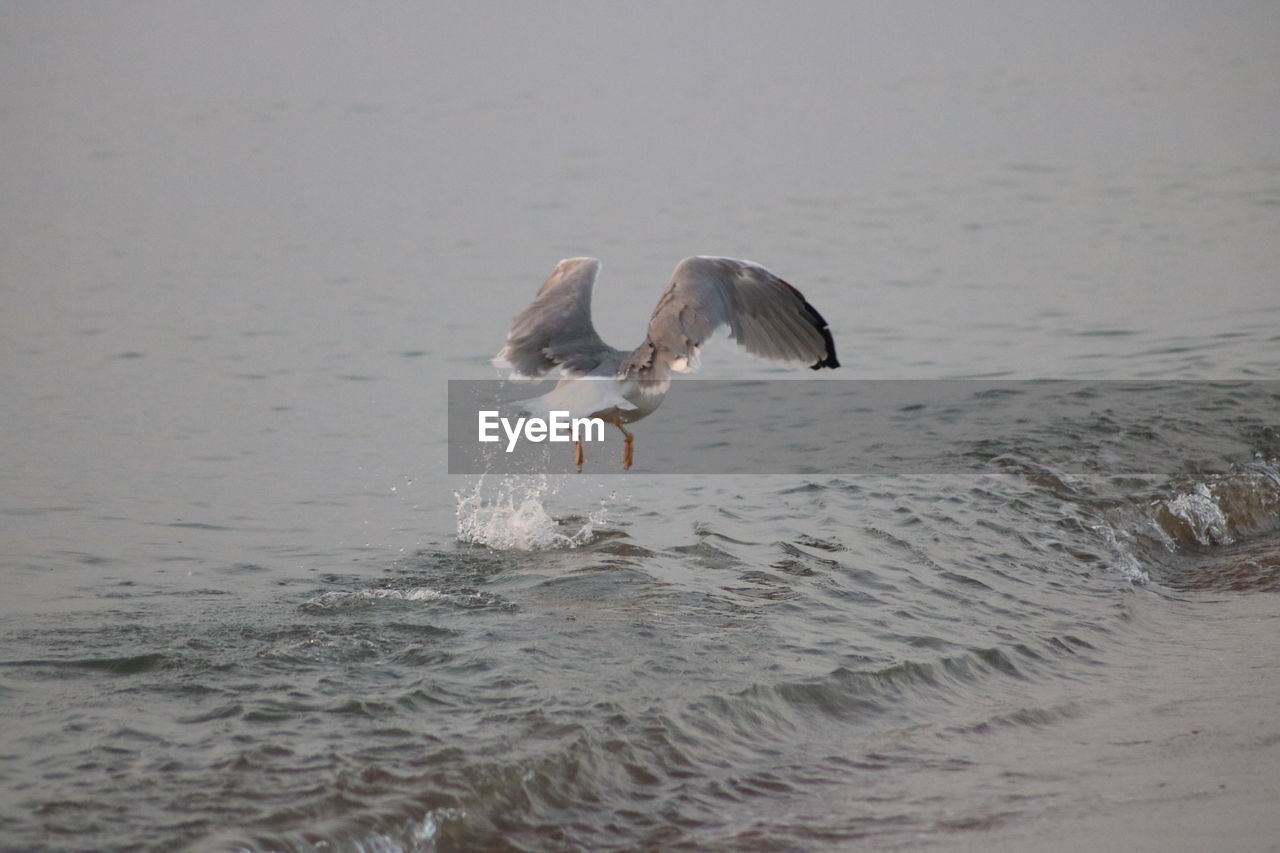 BIRDS FLYING OVER SEA