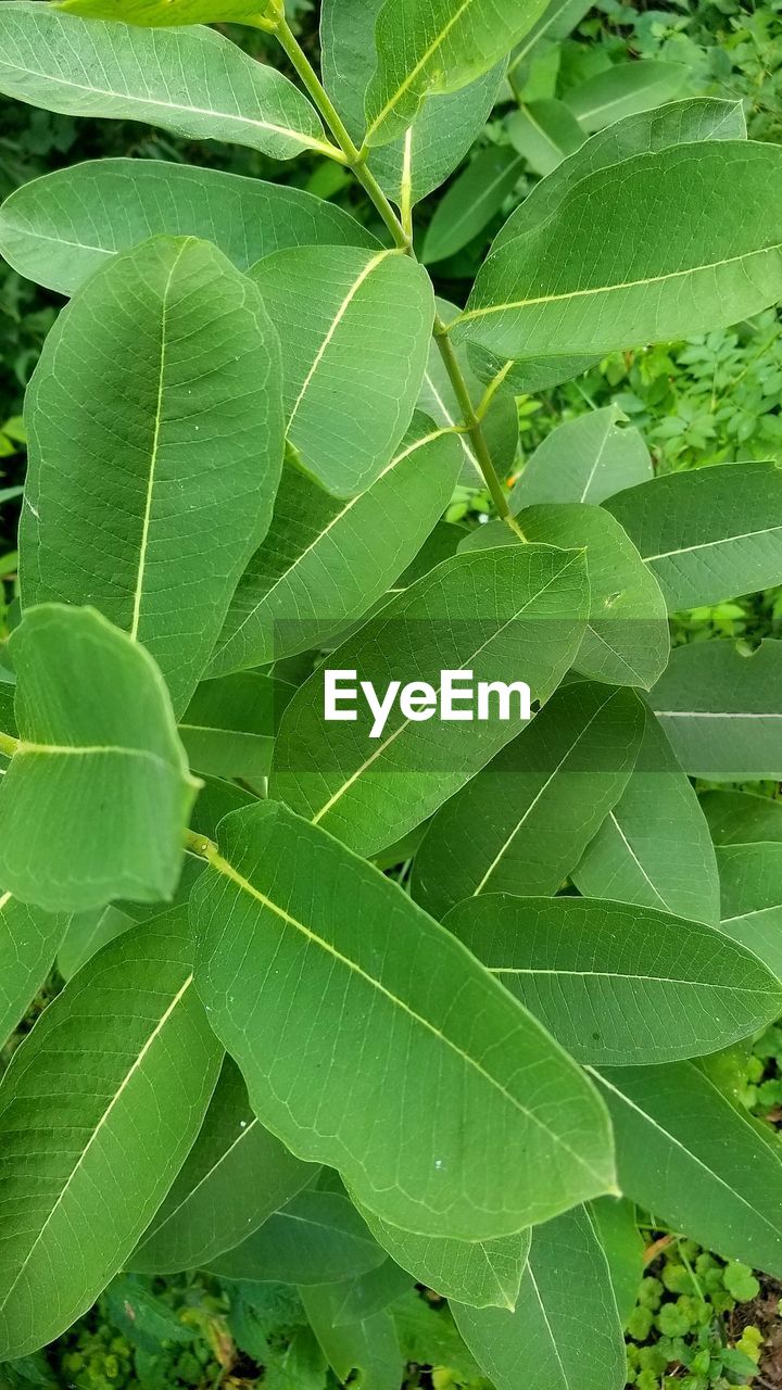 CLOSE-UP OF GREEN LEAVES