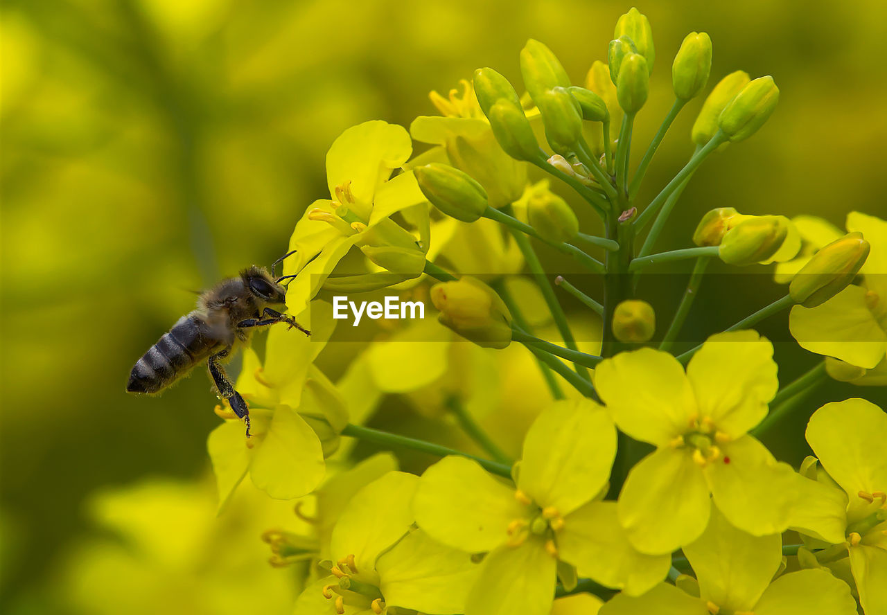 CLOSE-UP OF HONEY BEE POLLINATING ON YELLOW FLOWER