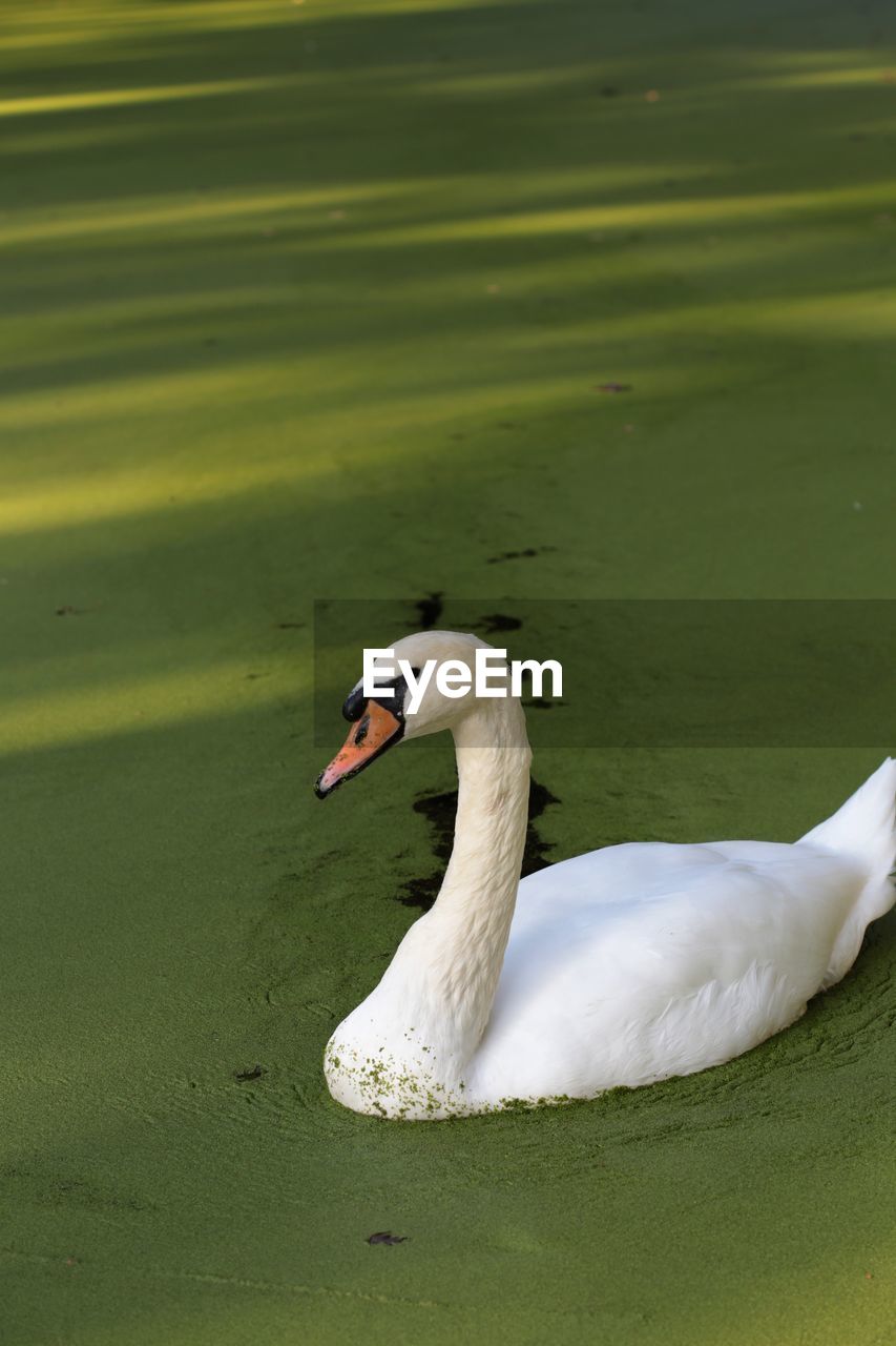 SWAN FLOATING ON LAKE