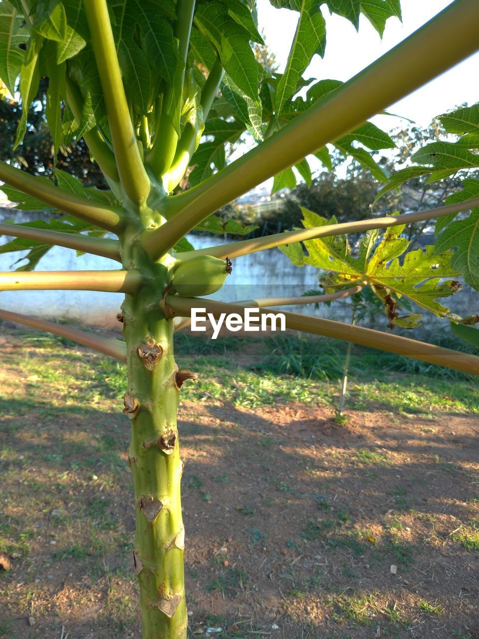 CLOSE-UP OF PLANT GROWING IN FIELD