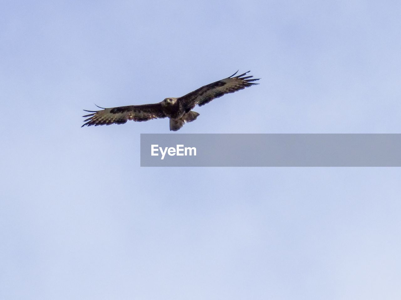 Low angle view of buzzard flying in sky