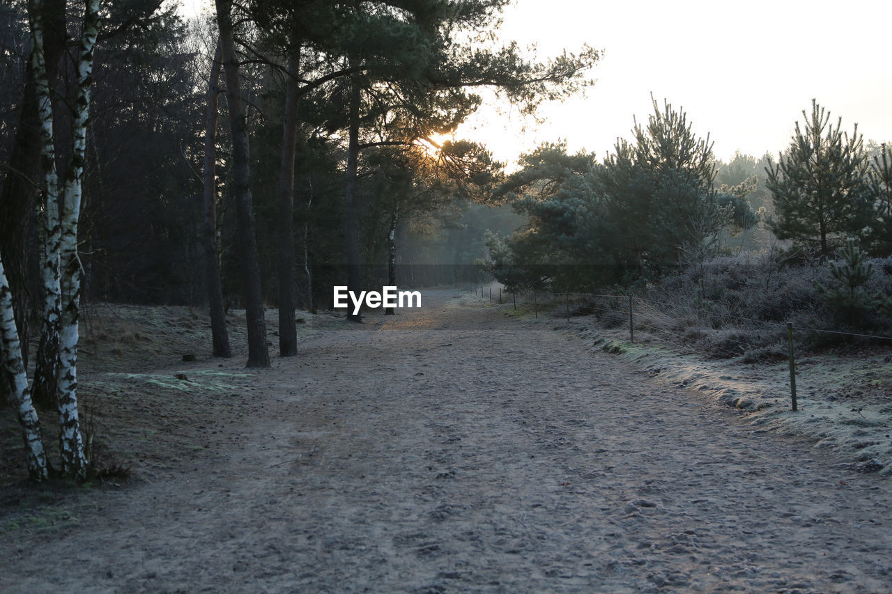 Road amidst trees in forest