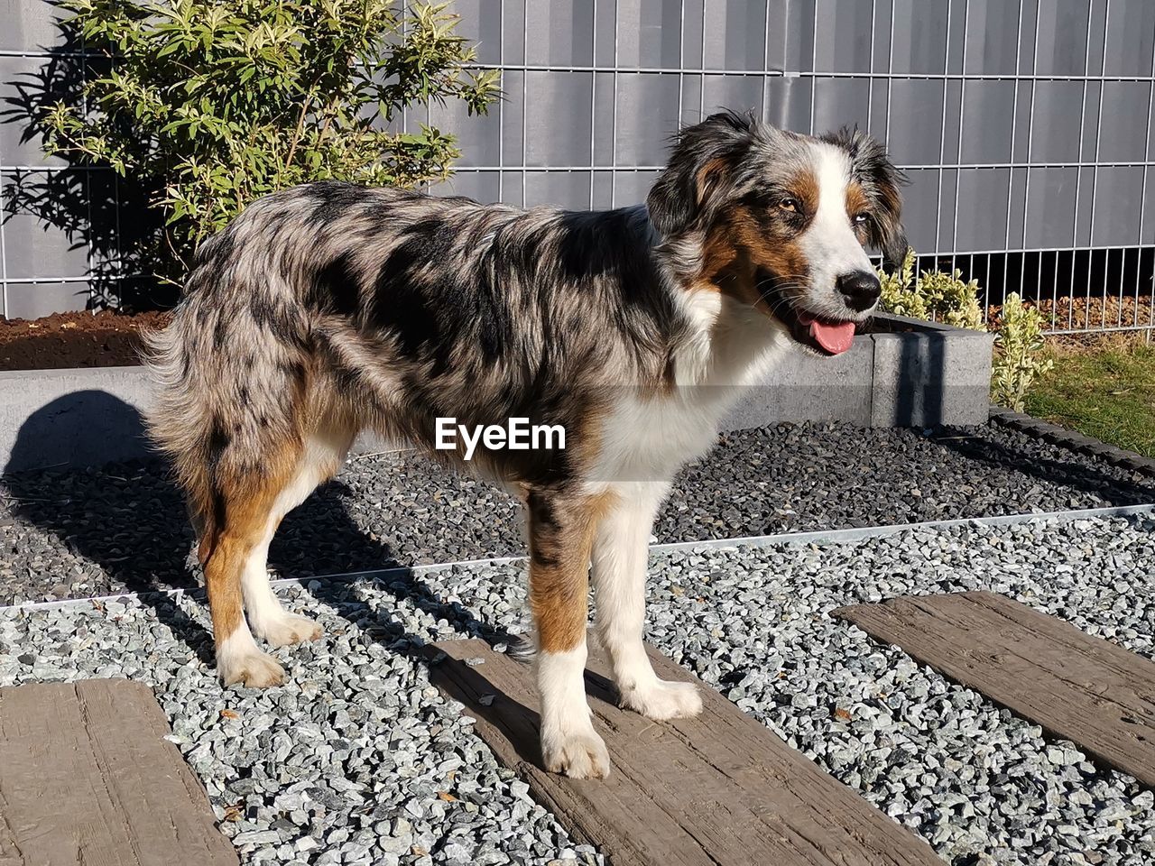 SIDE VIEW OF DOG LOOKING AWAY OUTDOORS