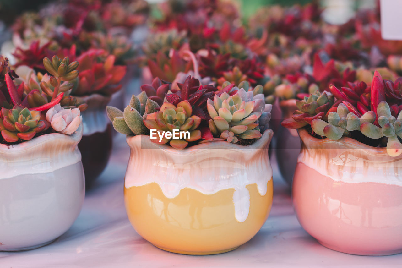 Variety of cactus and succulent growth in white ceramic pot.