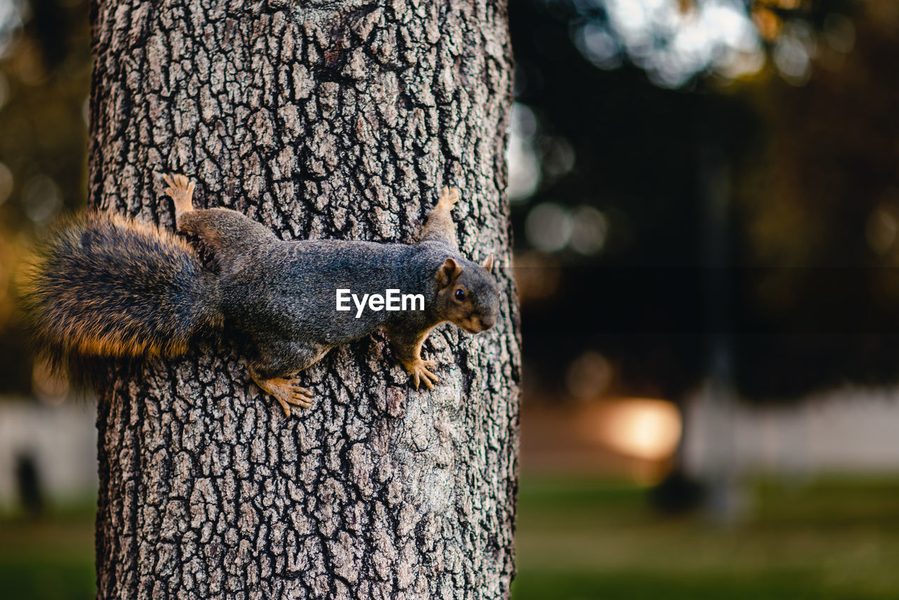 SQUIRREL ON TREE TRUNK