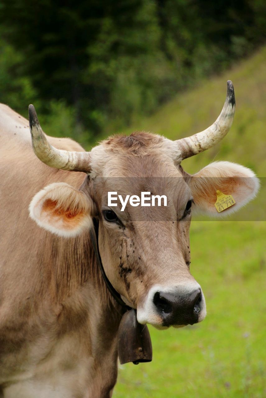 CLOSE-UP OF COWS