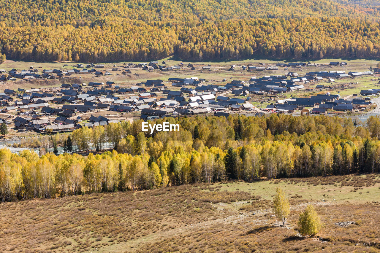 Scenic view of pine trees in forest during autumn