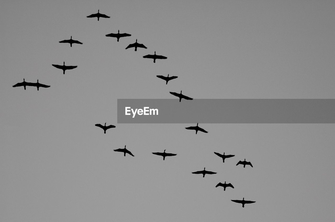 LOW ANGLE VIEW OF BIRDS AGAINST CLEAR SKY