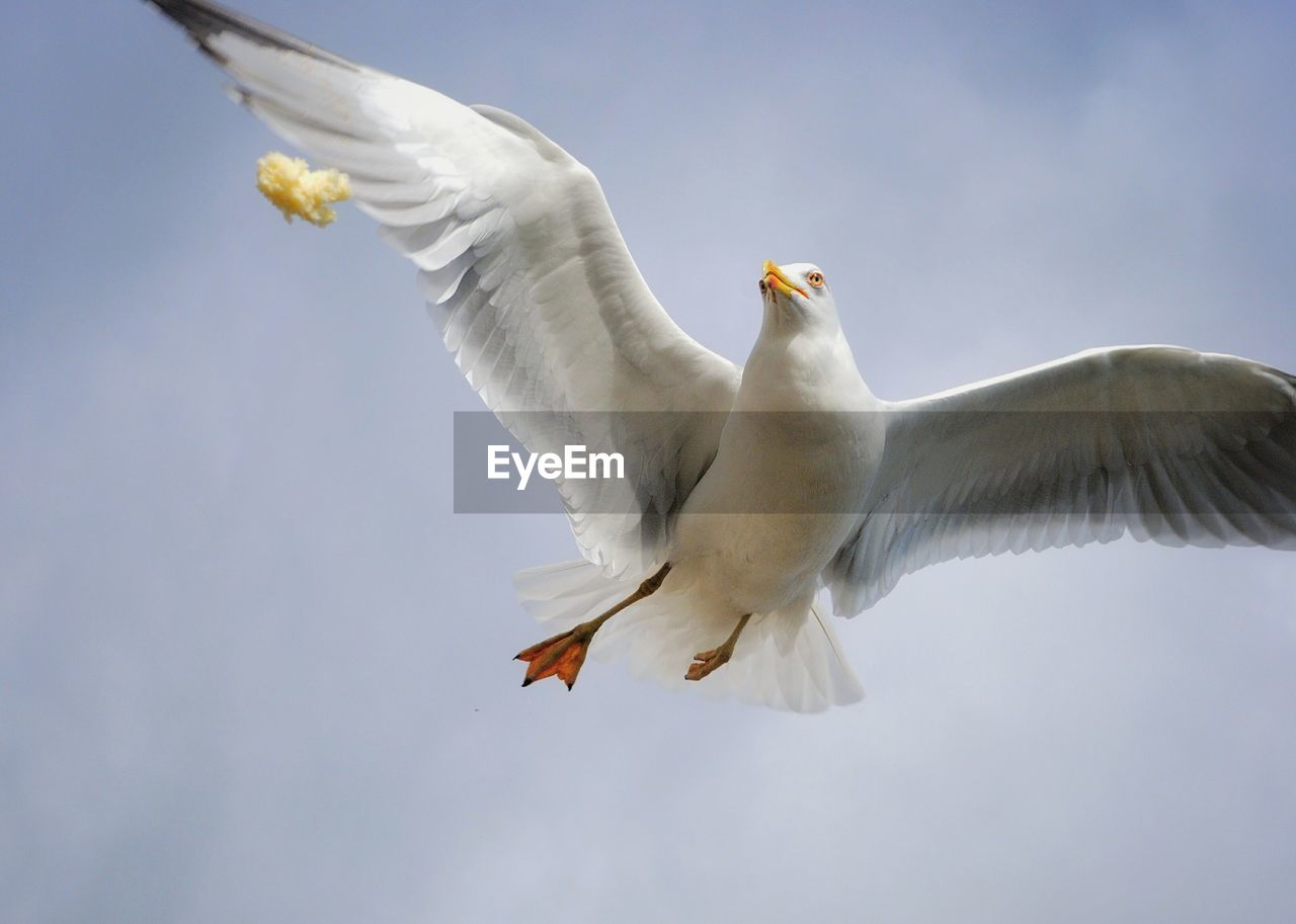 Low angle view of seagull flying against sky