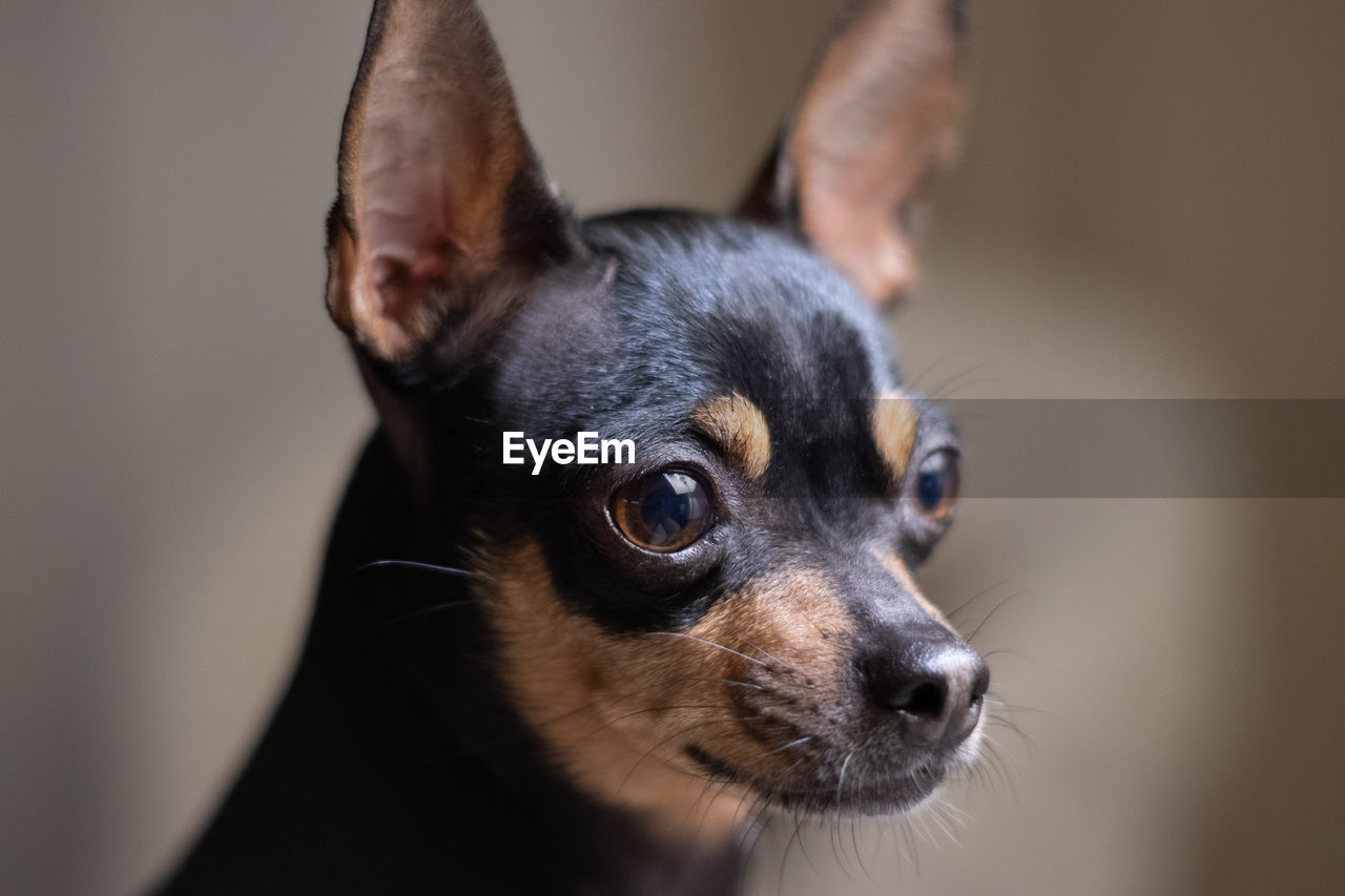 Close-up of a dog looking away