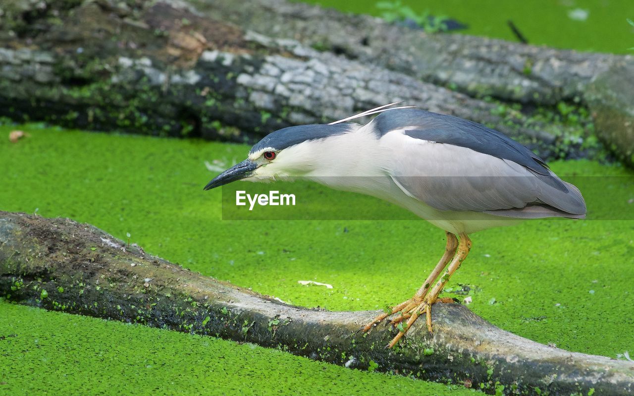 SIDE VIEW OF A BIRD IN A GRASS