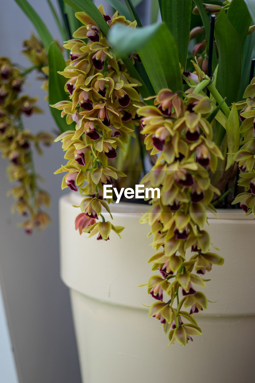 CLOSE-UP OF SUCCULENT PLANT