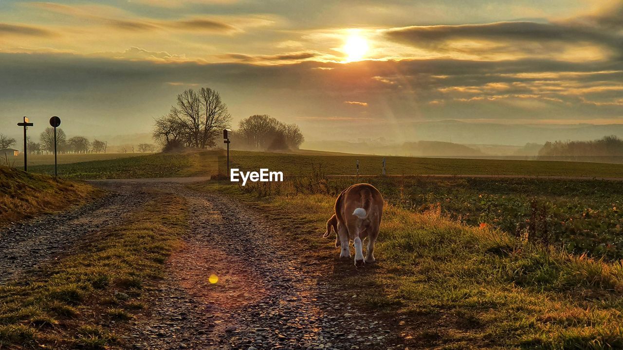 HORSE IN A FIELD