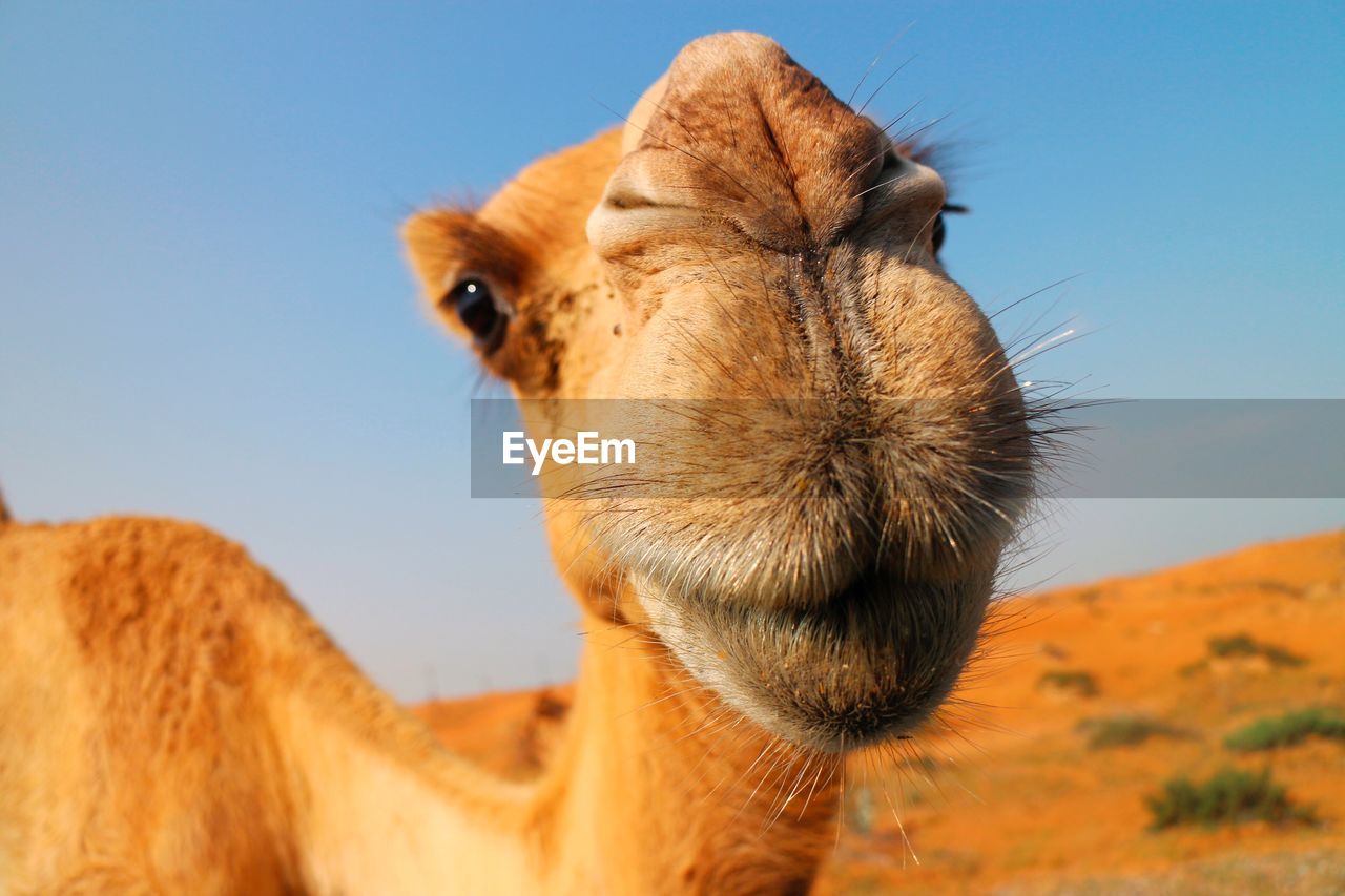 Close-up portrait of camel against clear sky