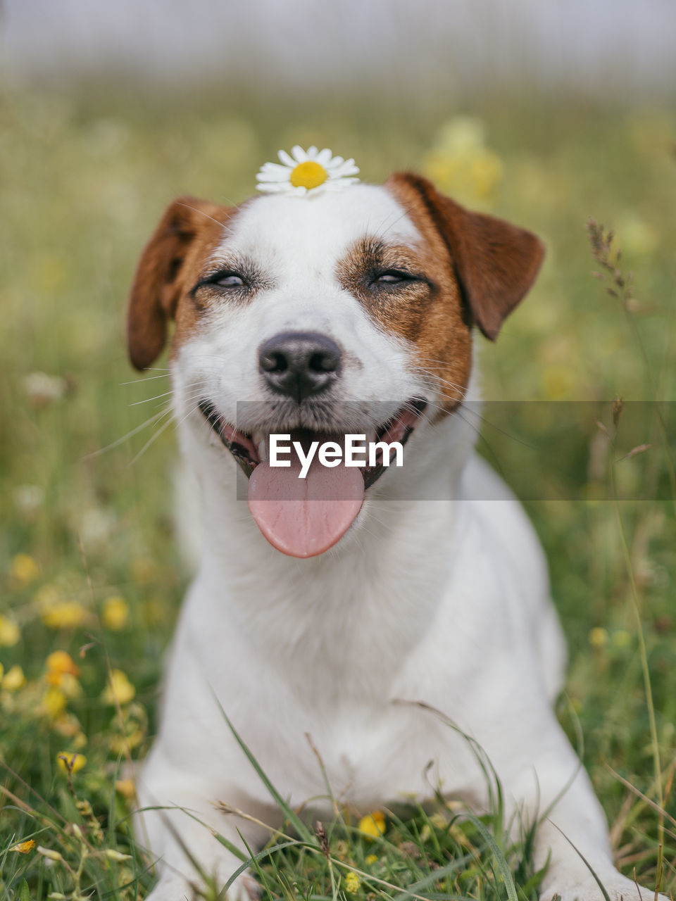 CLOSE-UP OF A DOG ON THE FIELD