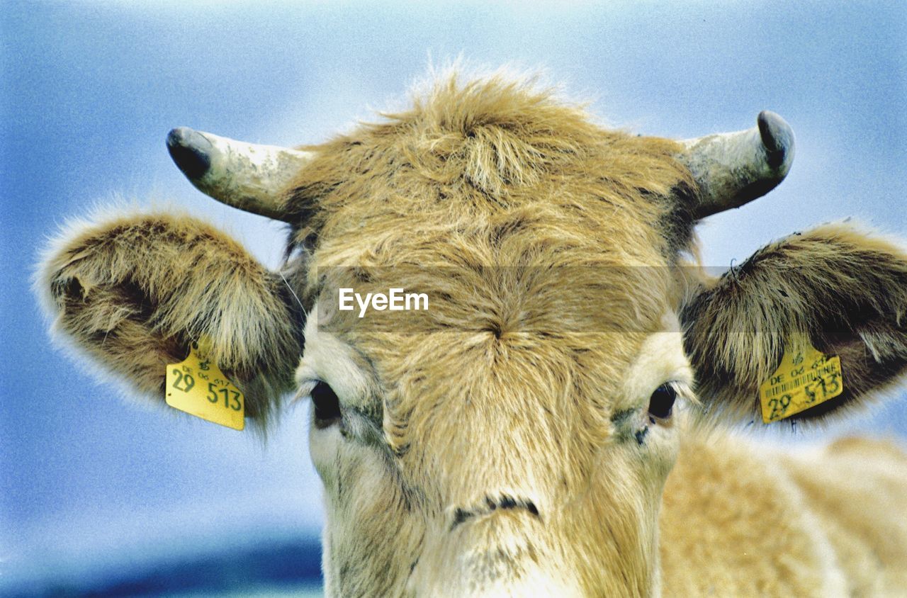 CLOSE-UP OF COWS AGAINST CLEAR BLUE SKY