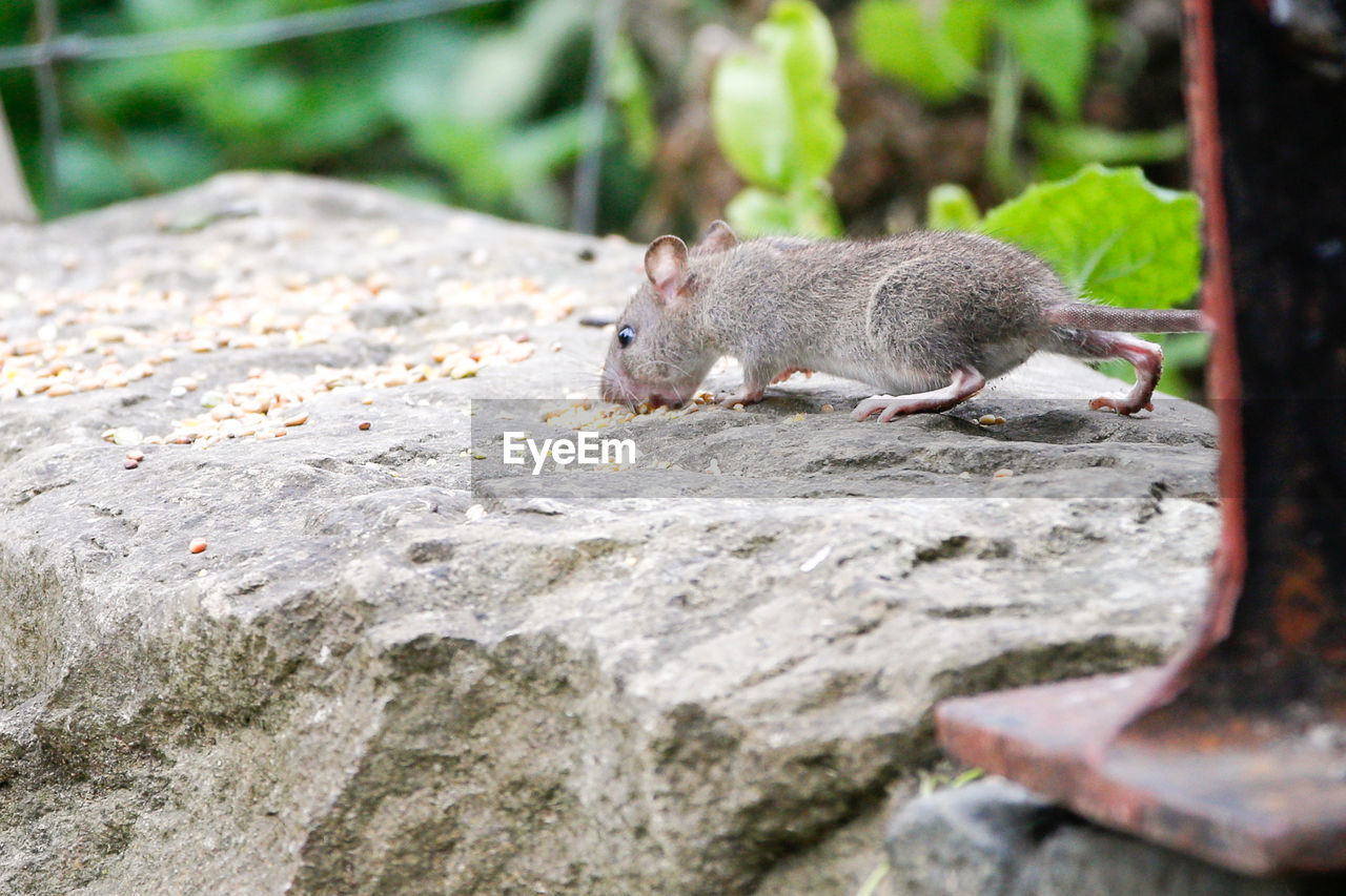 Rat eating food on rock