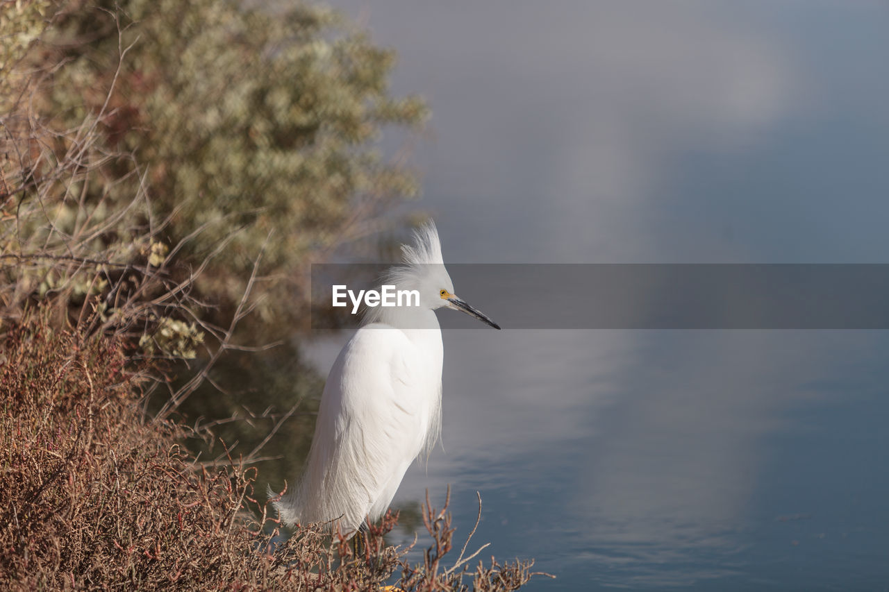 Close-up of snowy egret by lake 