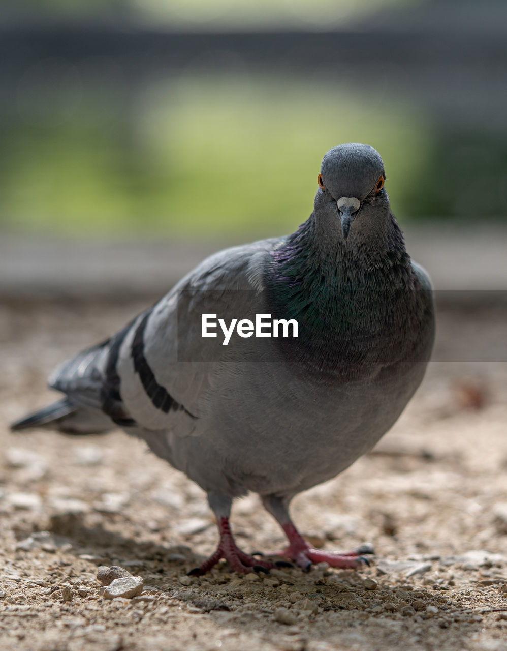 Close-up of pigeon perching on a land