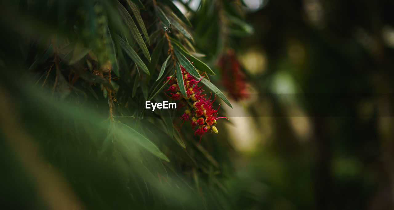 Close-up of red flowering plant