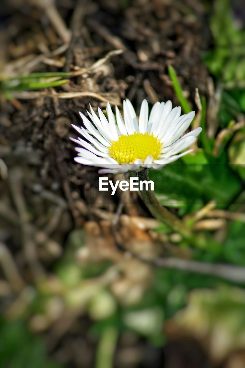 CLOSE-UP OF FLOWER BLOOMING IN PLANT