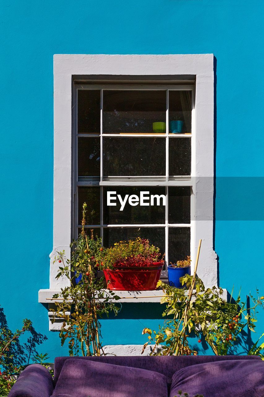 LOW ANGLE VIEW OF POTTED PLANT AGAINST WINDOW