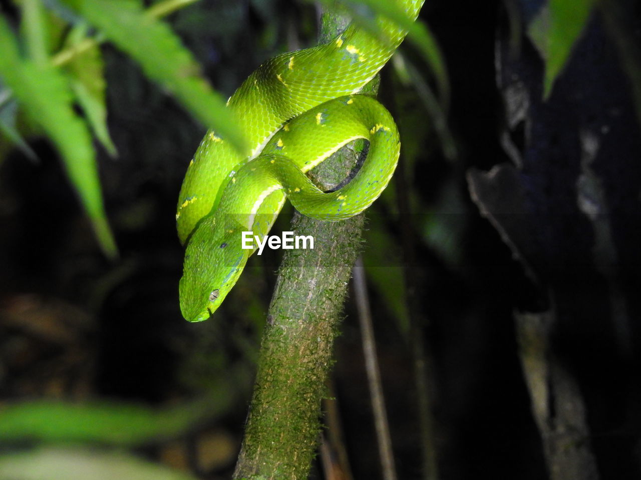 CLOSE-UP OF LEAF ON BRANCH