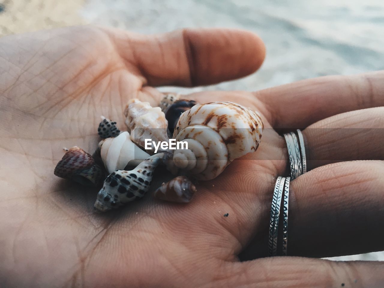 Close-up of cropped hand showing seashells