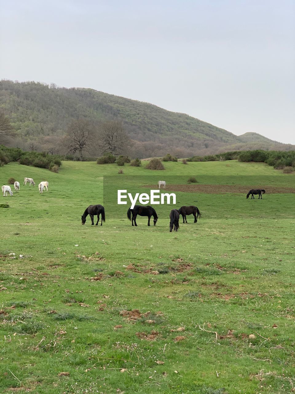 FLOCK OF SHEEP GRAZING IN FIELD