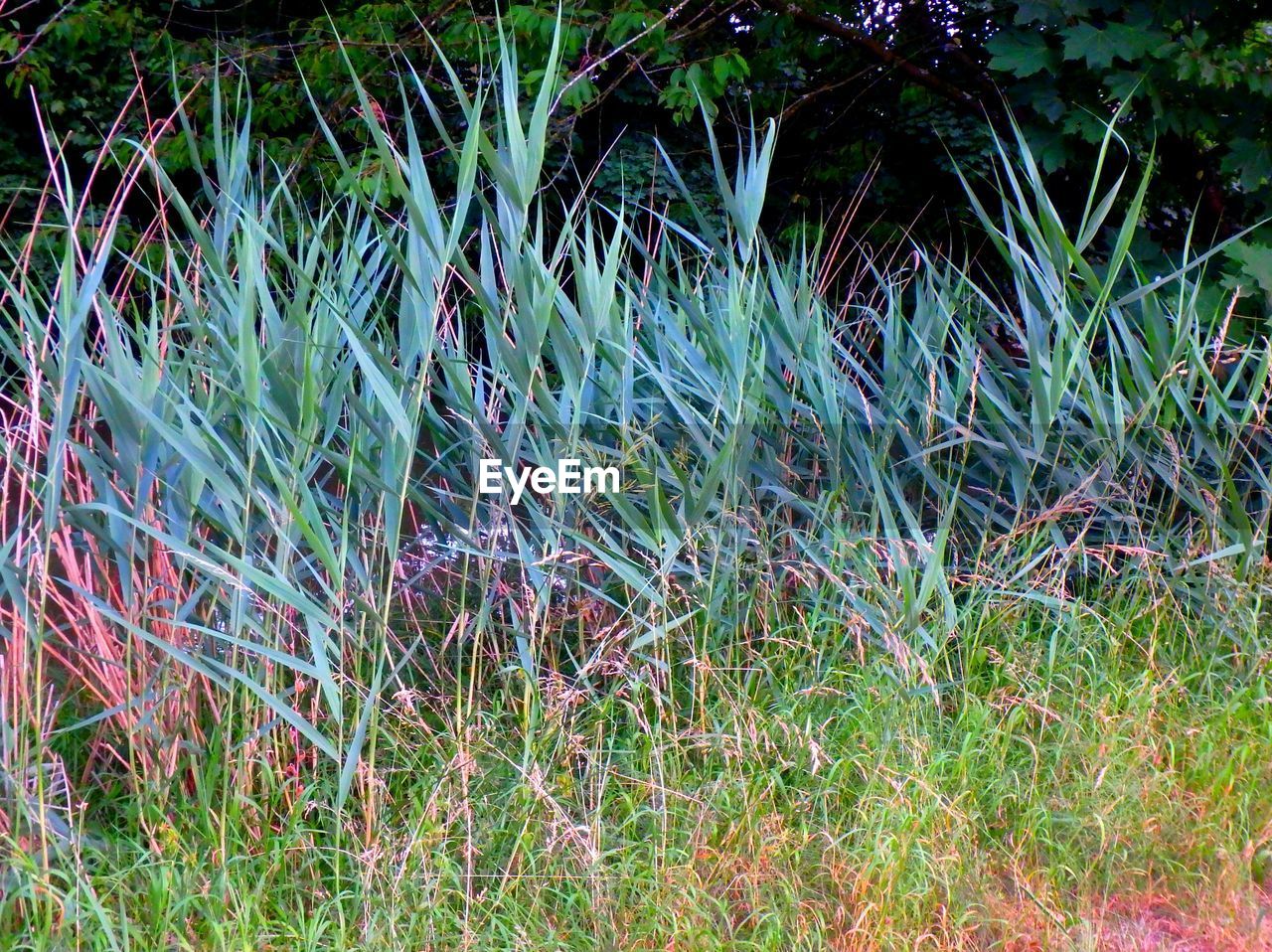 CLOSE-UP OF FRESH PLANTS IN FIELD