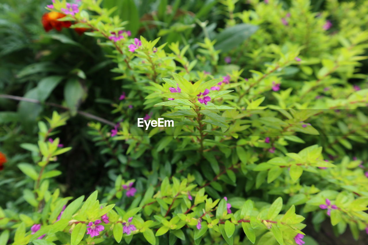 CLOSE-UP OF GREEN LEAVES