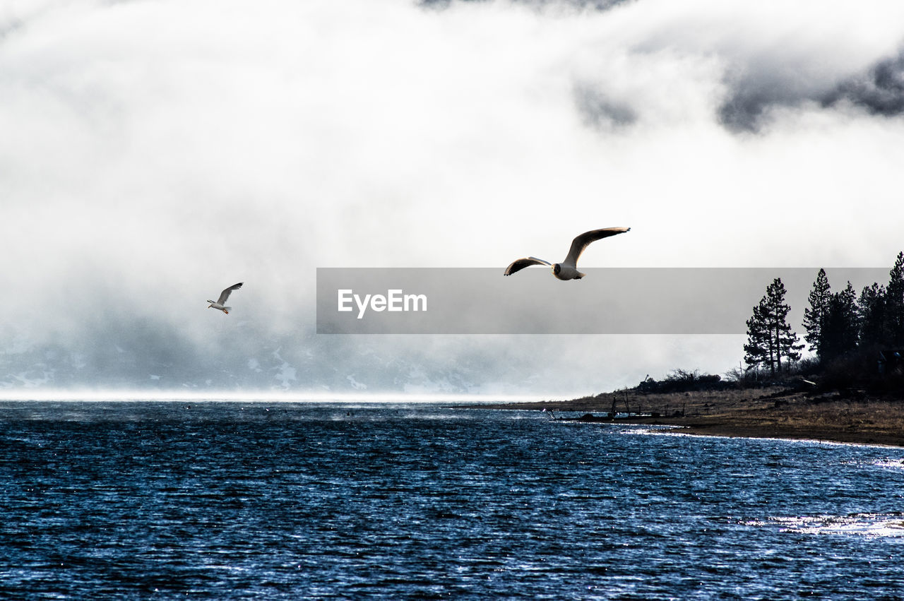 Bird flying over sea against cloudy sky