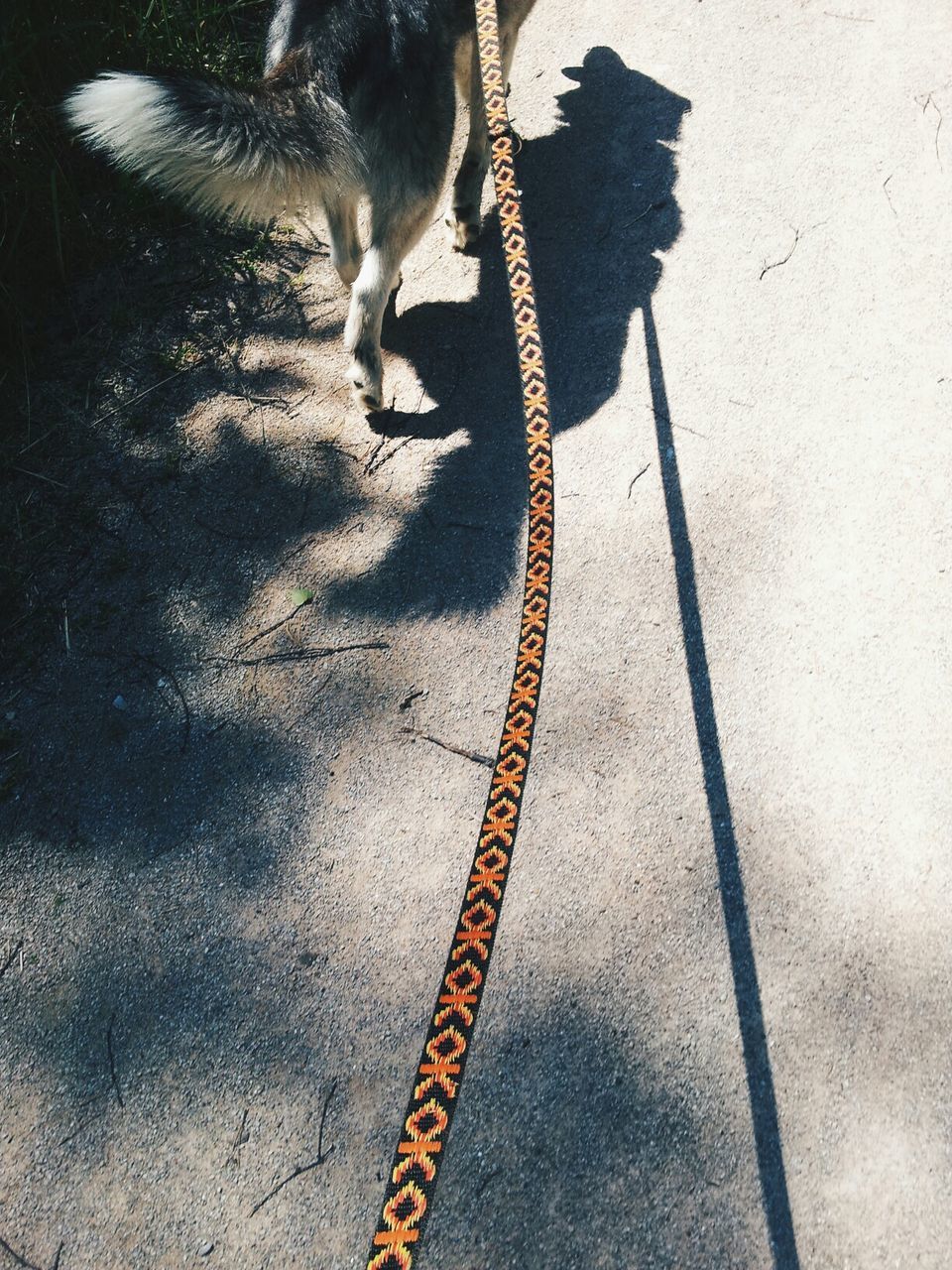 Rear view of siberian husky dog with leash walking