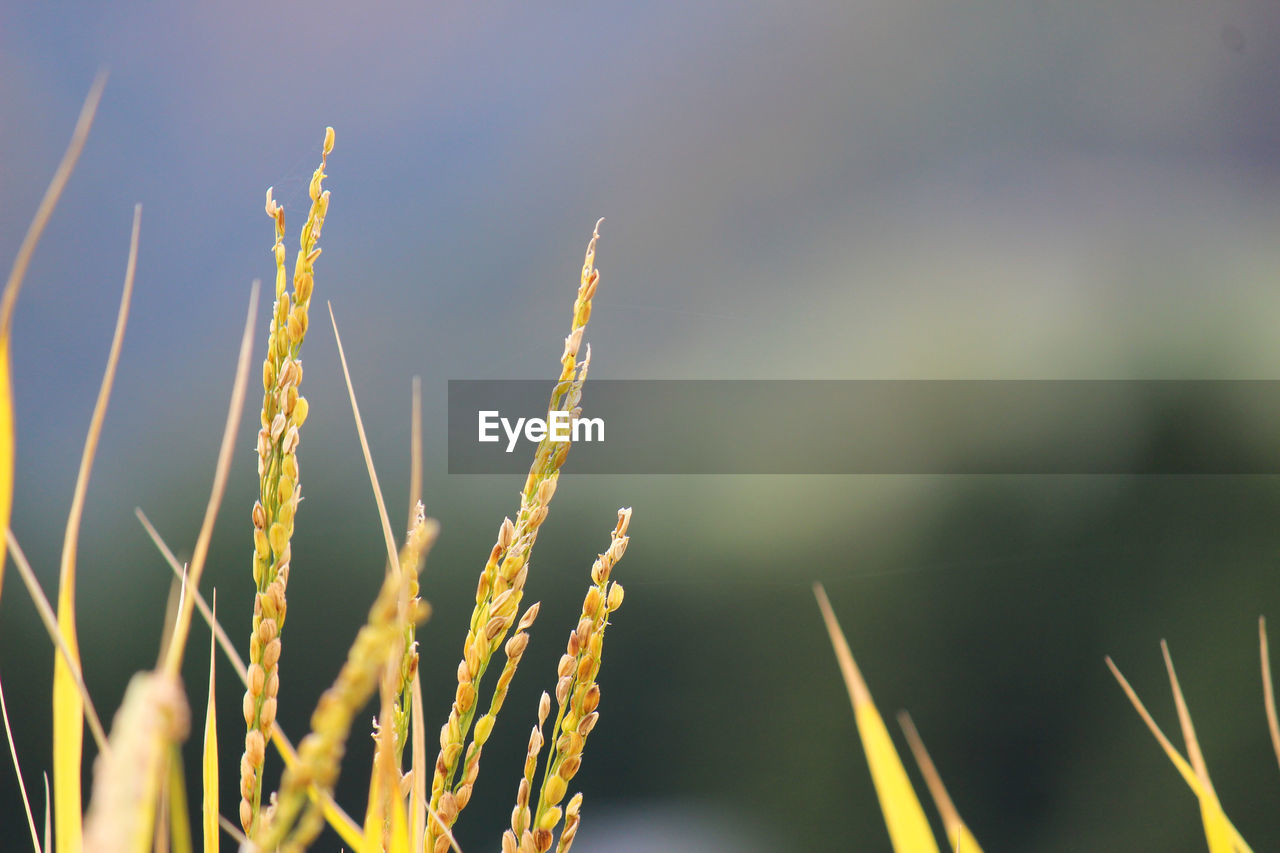 CLOSE-UP OF STALKS AGAINST SKY