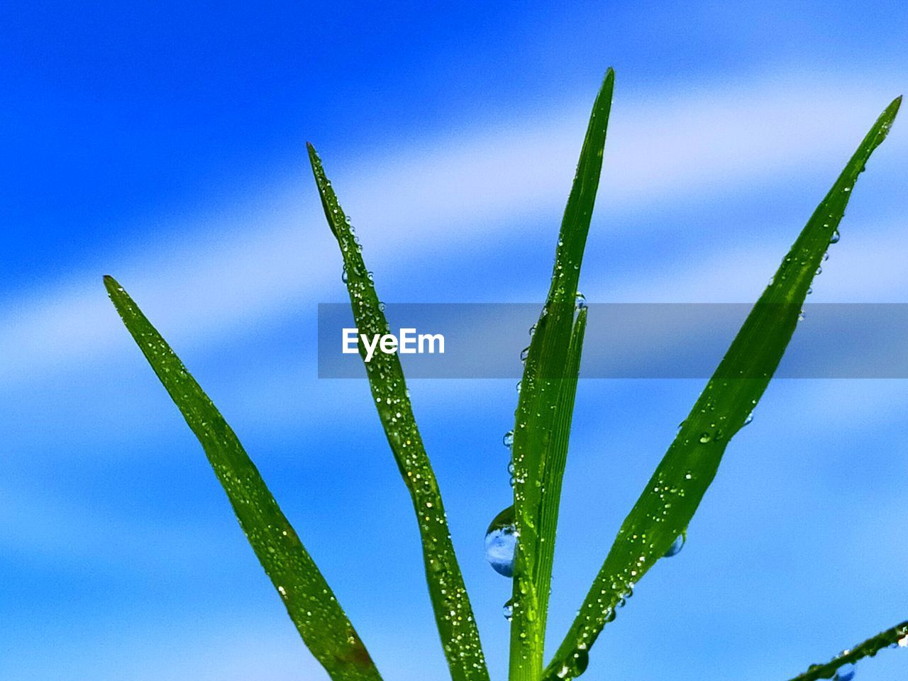 Close-up of wet plant against blue sky