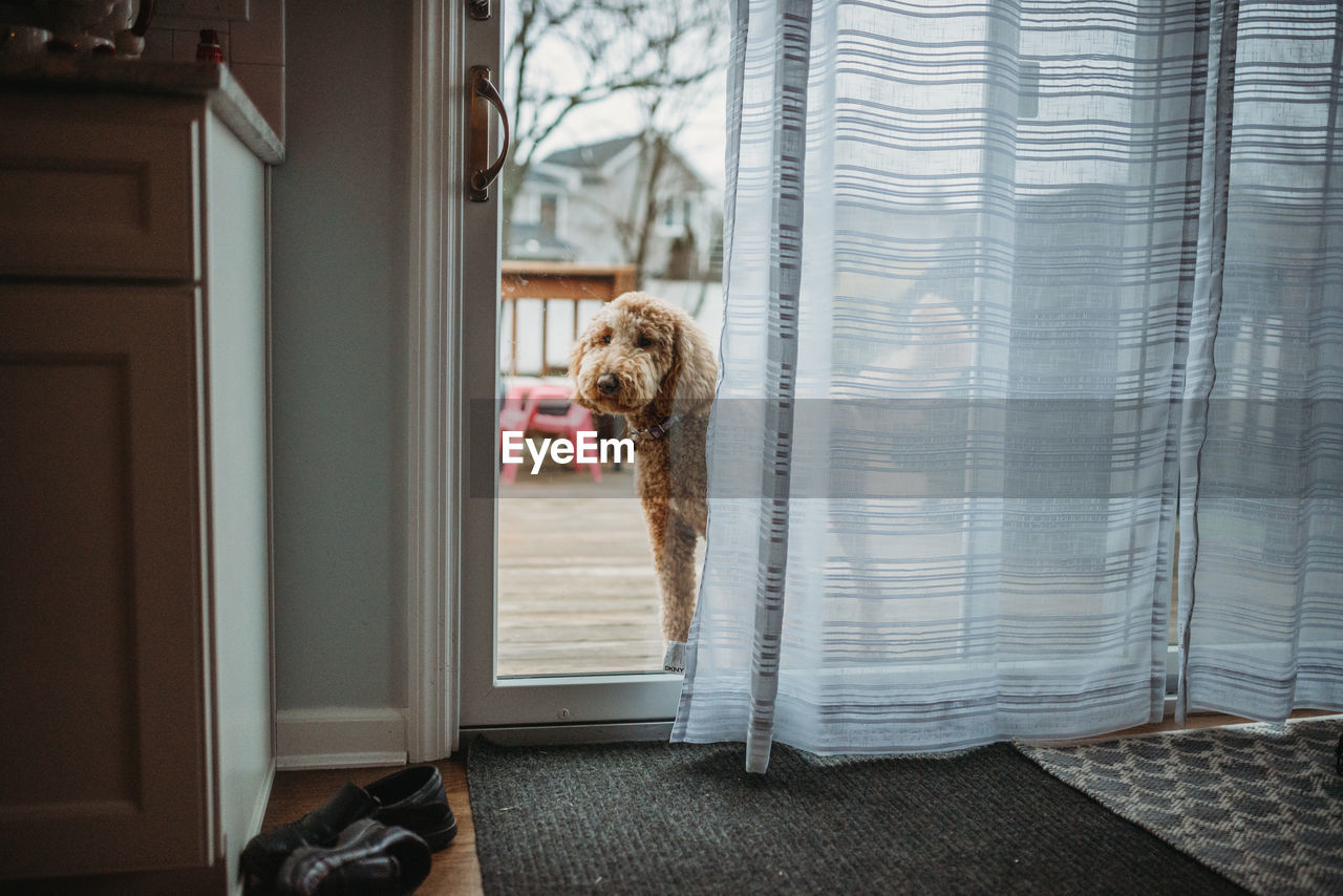 Goldendoodle dog looking through big glass door outside