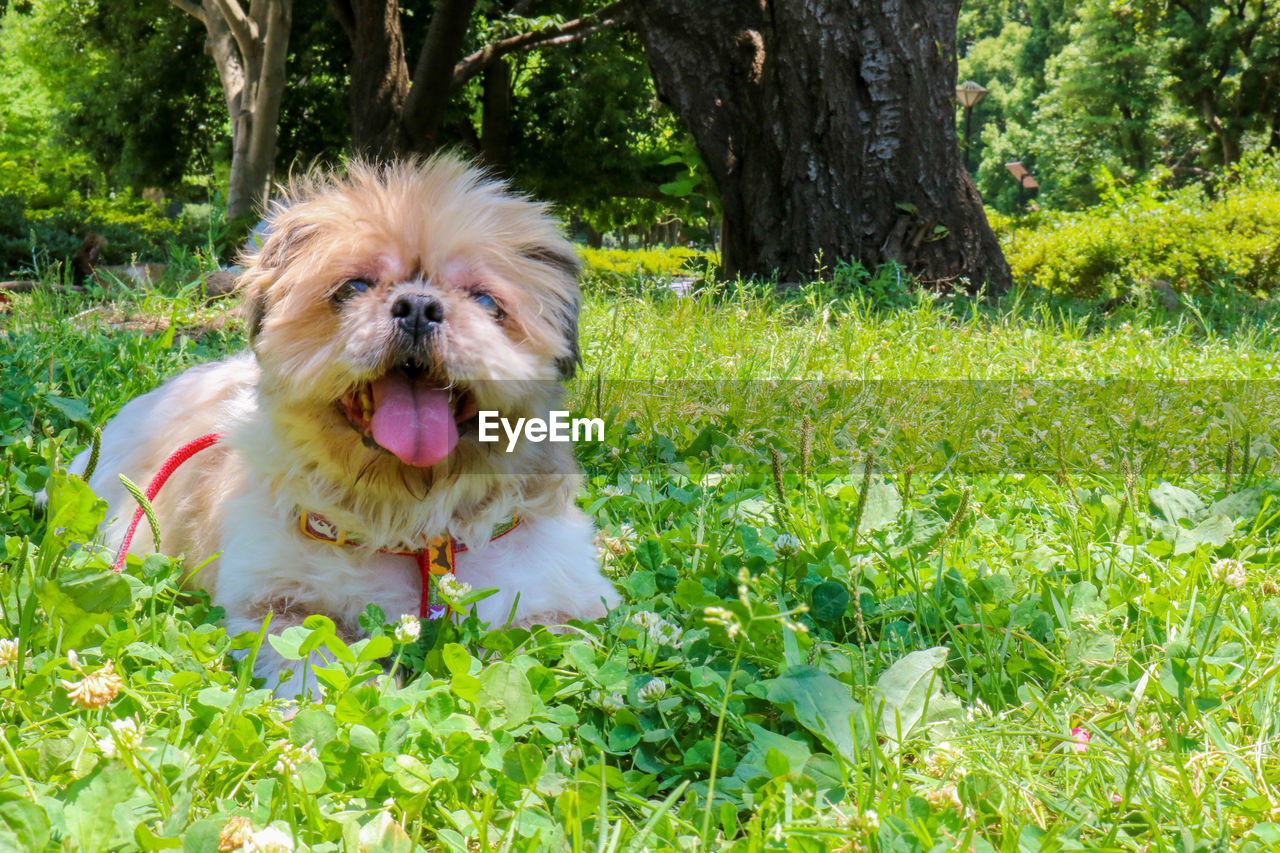 PORTRAIT OF DOG IN FIELD