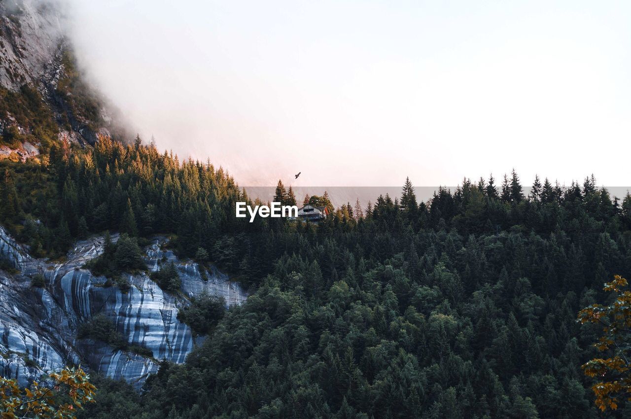 High angle view of trees in forest against sky