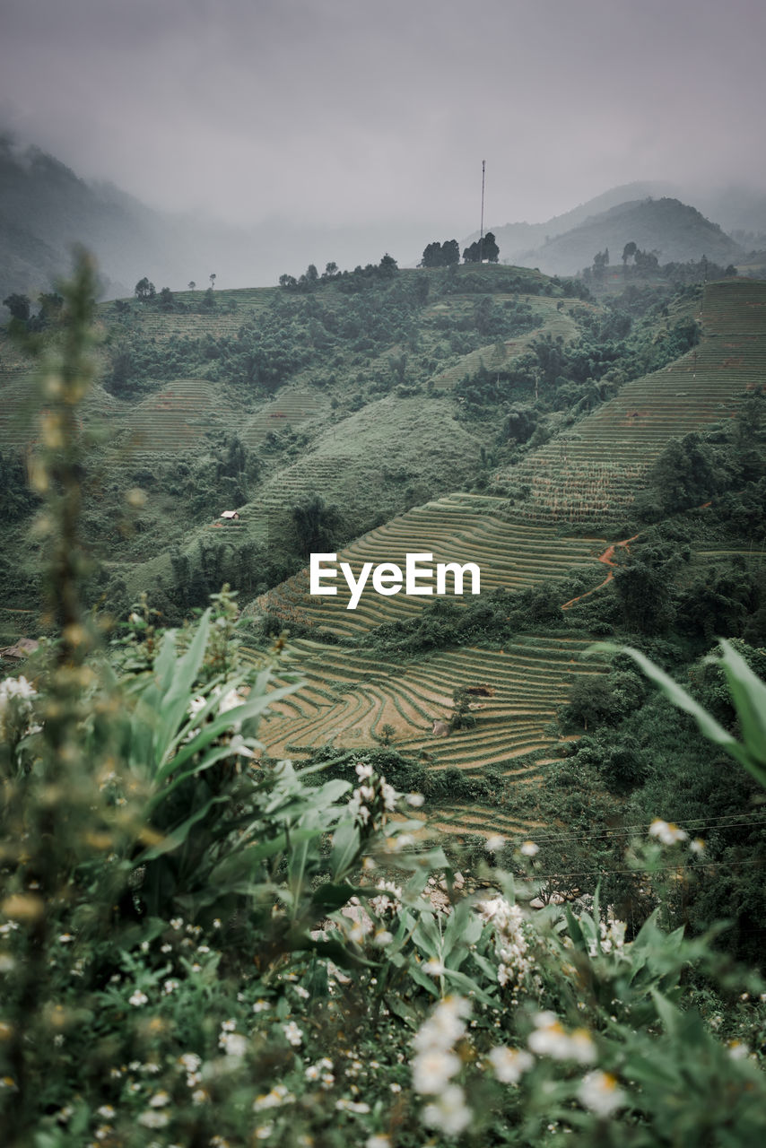 Scenic view of agricultural field against sky