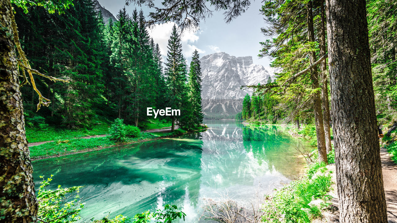 Scenic view of lake pragser wildsee in forest