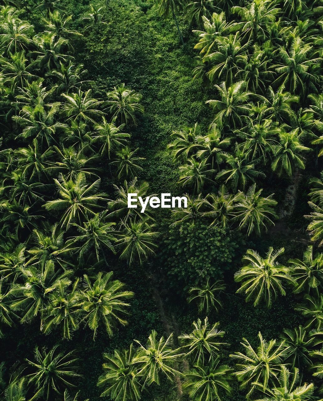 Low angle view of trees against sky