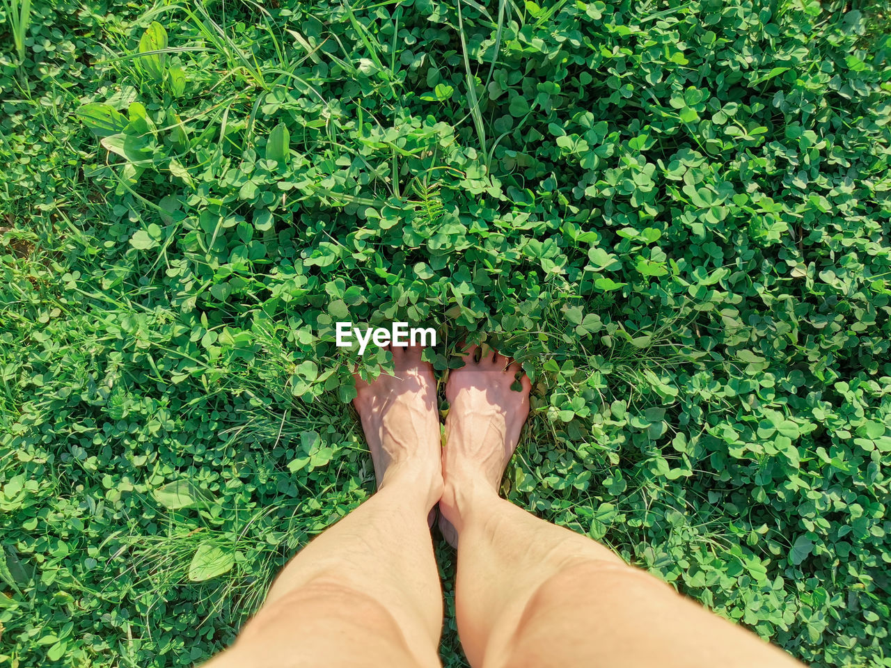 Women's feet stand in the green grass of clover. top view