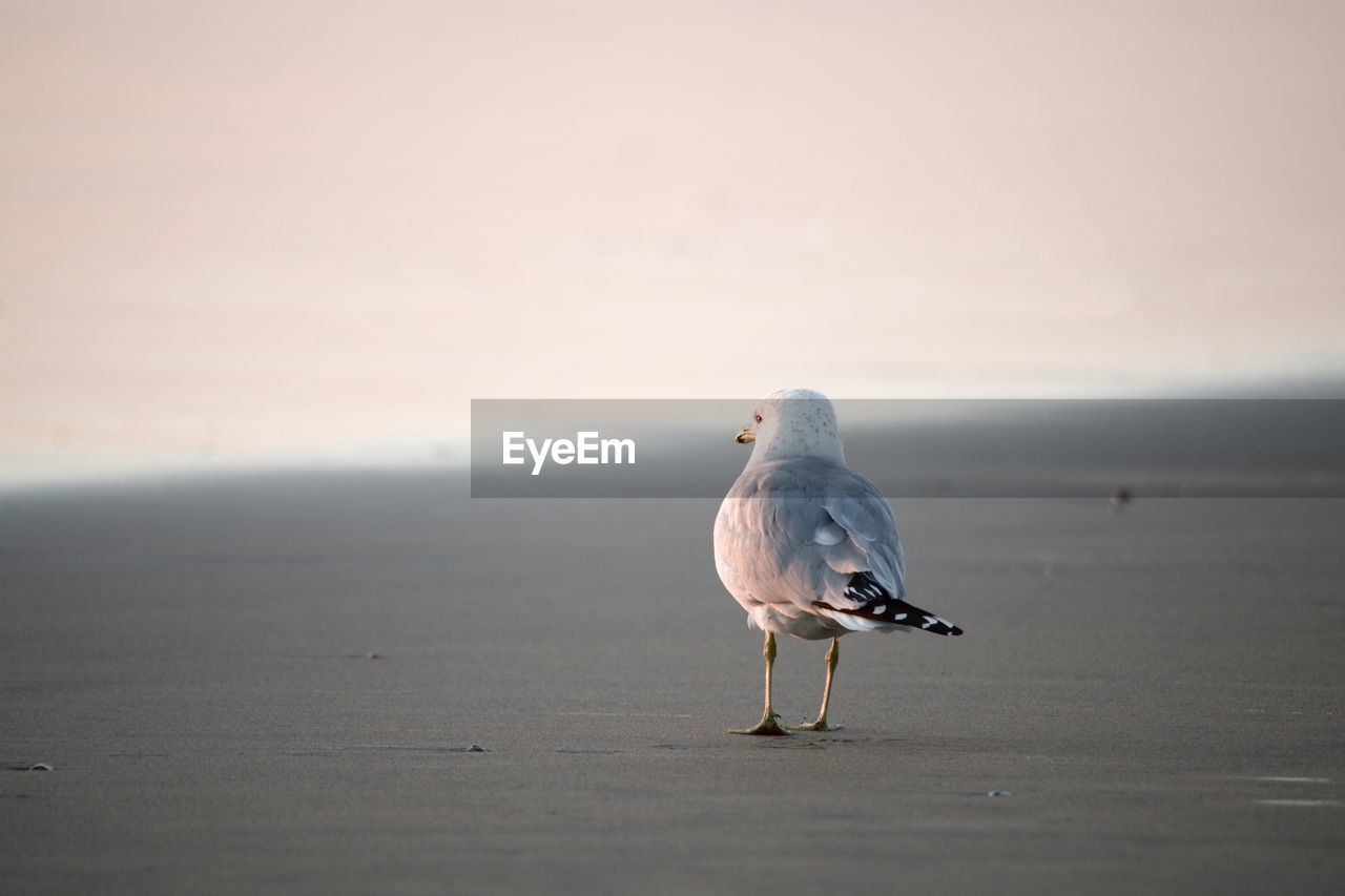 Seagull walking along the shore