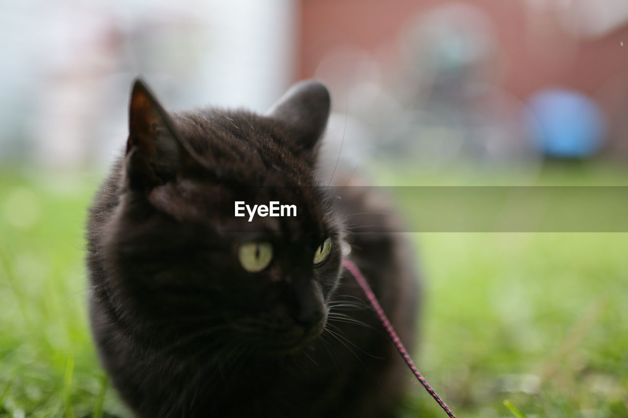 CLOSE-UP OF CAT ON GRASS