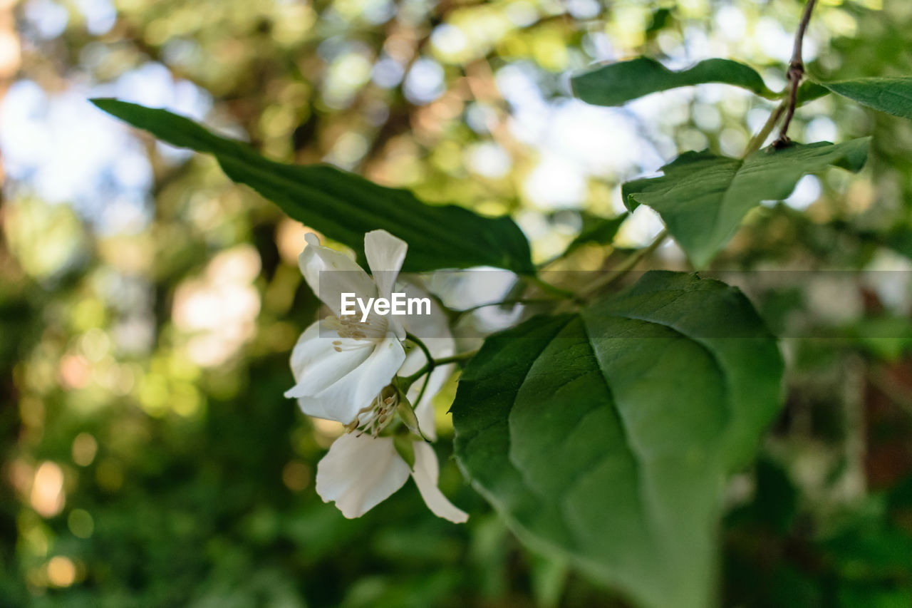 CLOSE-UP OF WHITE FLOWER BLOOMING OUTDOORS