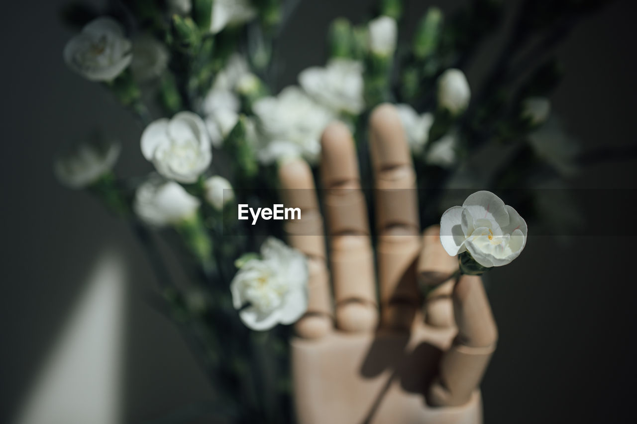 CLOSE-UP OF HAND HOLDING WHITE FLOWERS