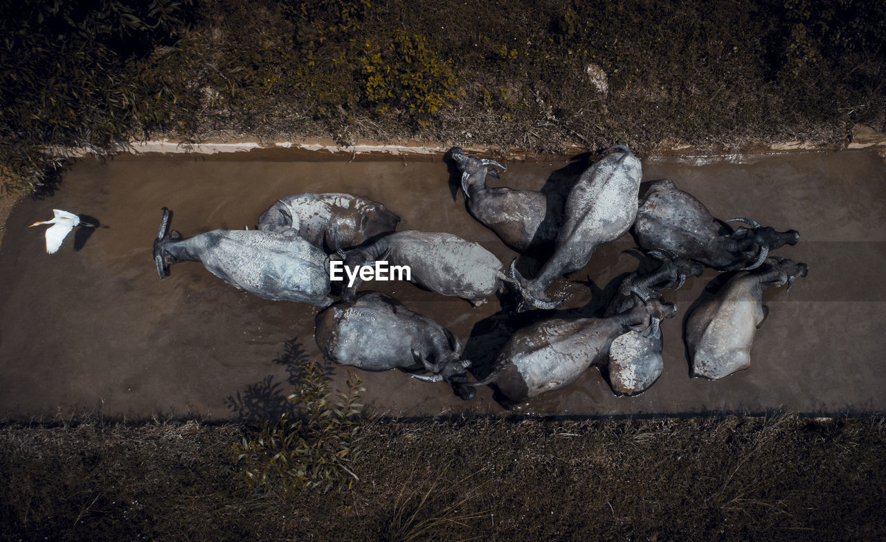 HIGH ANGLE VIEW OF A BIRD ON WOOD