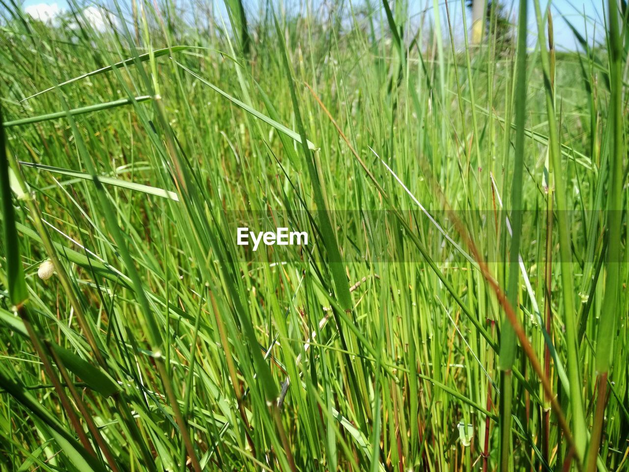 CLOSE-UP OF CORN FIELD